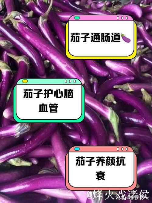 详解91茄子视频的功能与使用