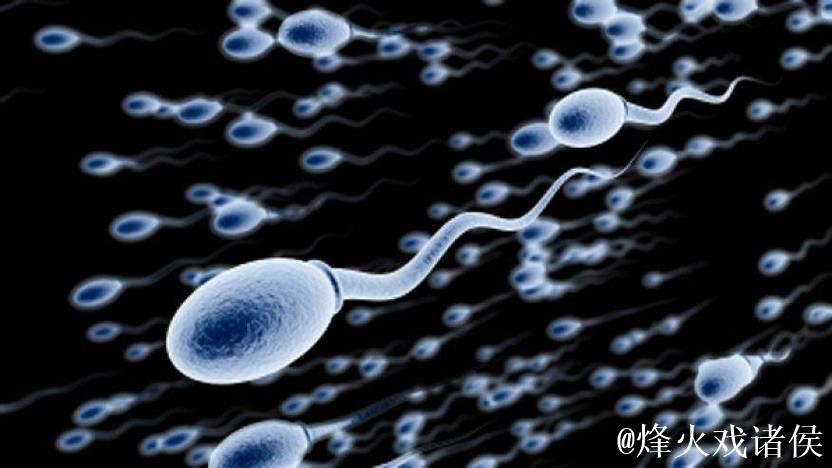 男人蝌蚪女人窝 男人蝌蚪女人窝